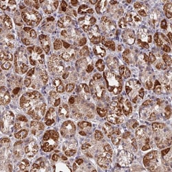 MPV17L Antibody, Novus Biologicals 25 &mu;L | Buy Online | Novus Biologicals | Fisher Scientific